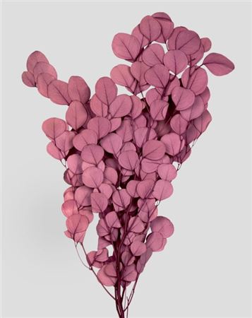 Preserved Eucalyptus Populus - Mauve