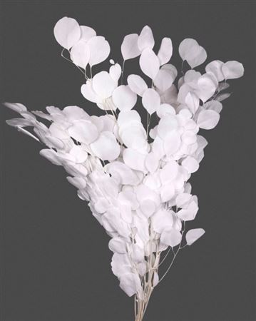 Preserved Eucalyptus Populus - White