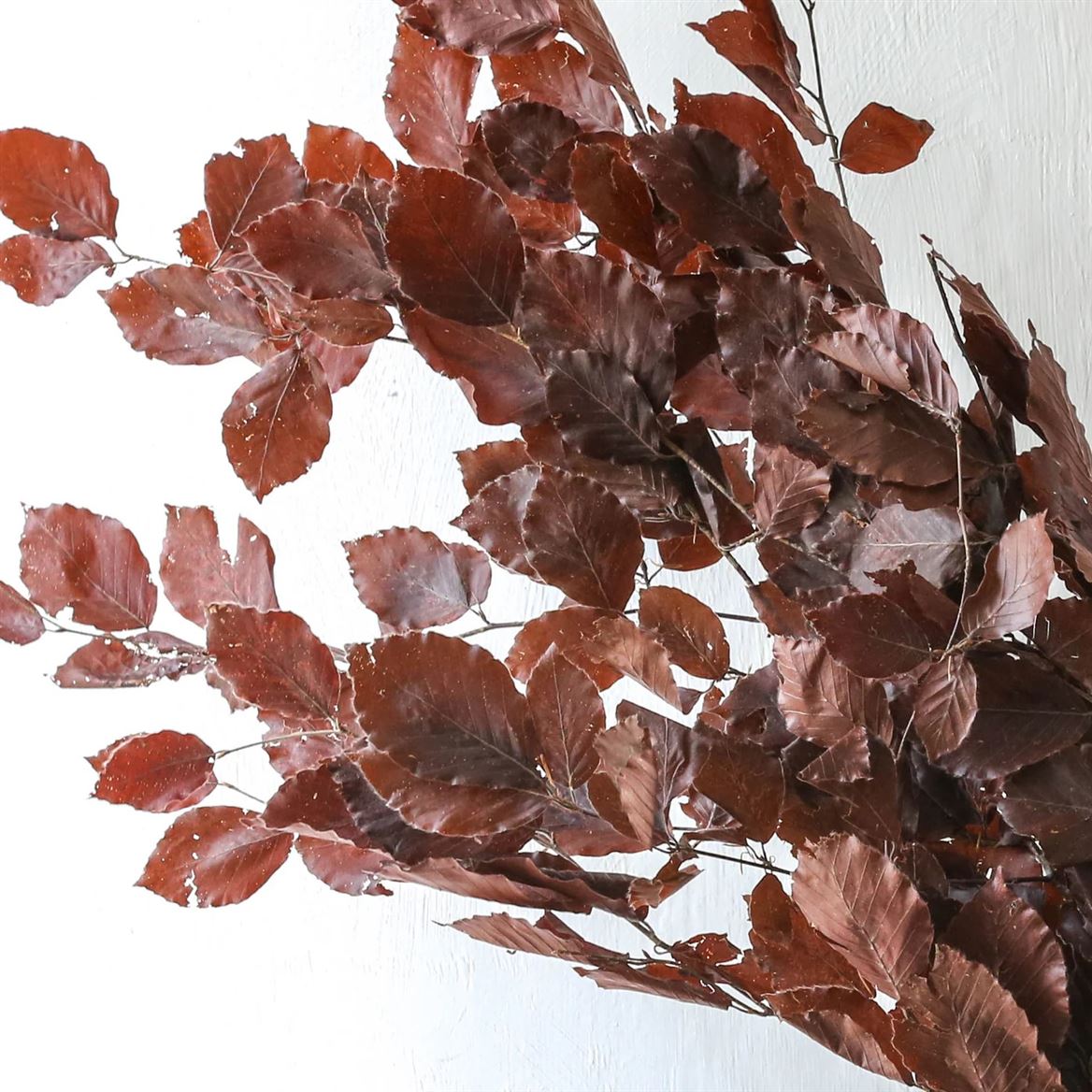 Preserved Faggio Premium - Burgundy