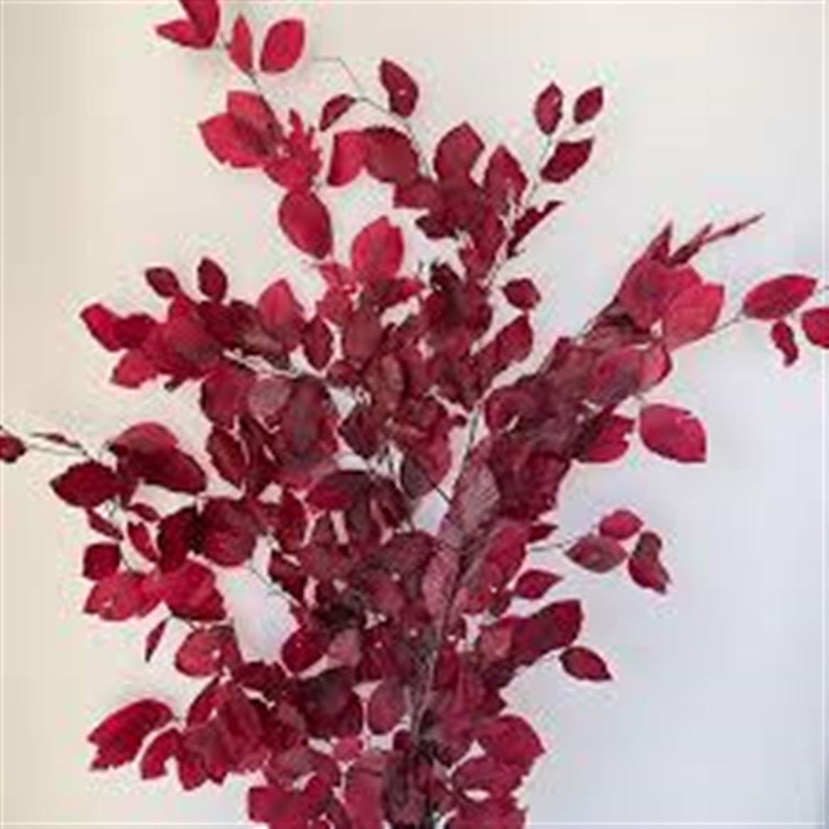 Preserved Faggio Premium - Hot Pink