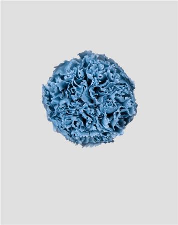 Preserved Garofano 8pz - Dusty Blue