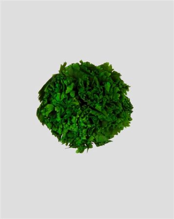 Preserved Garofano 8pz - Forest Green