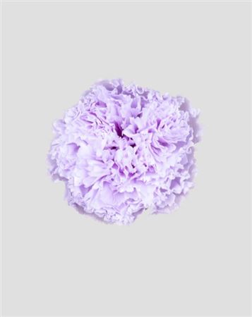 Preserved Garofano 8pz - Lilac