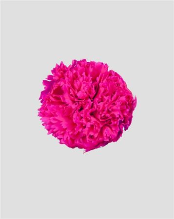 Preserved Garofano 8pz - Magenta