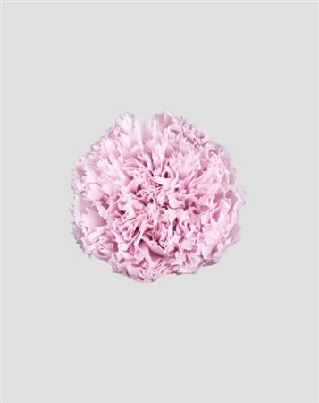 Preserved Garofano 8pz - Pale Pink