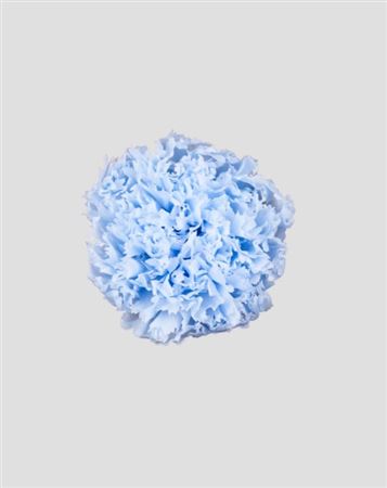 Preserved Garofano 8pz - Pastel Blue