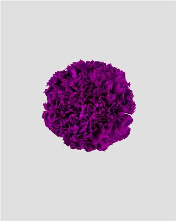 Preserved Garofano 8pz - Purple