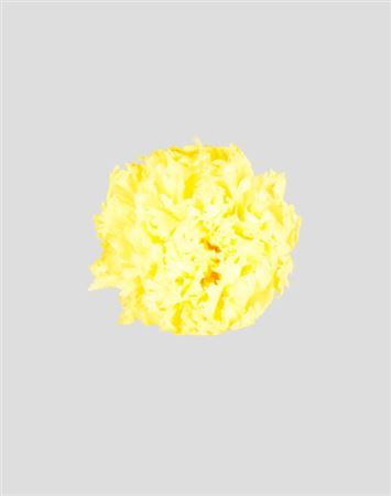 Preserved Garofano 8pz - Yellow