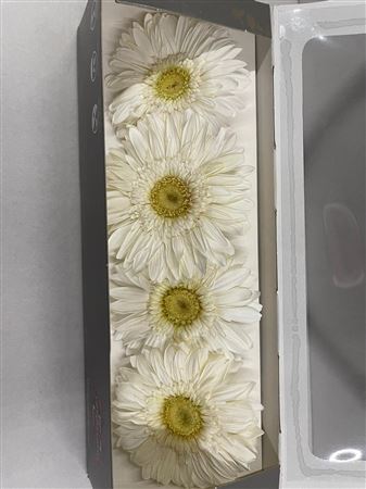 Preserved Gerbera White