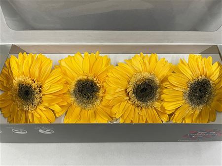 Preserved Gerbera Yellow
