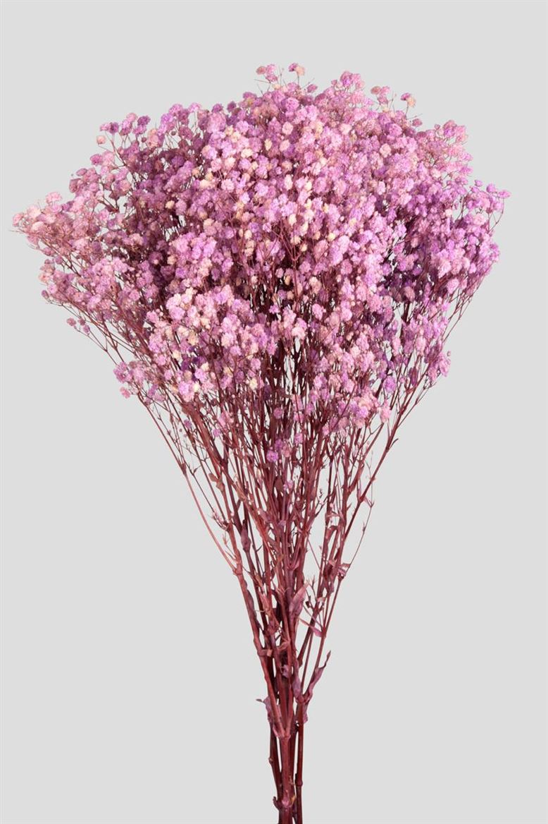 Preserved Gypsophila Light Pink