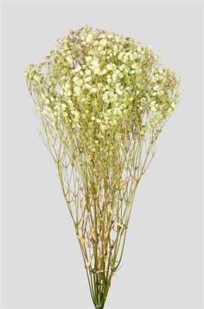 Preserved Gypsophila Lime Green