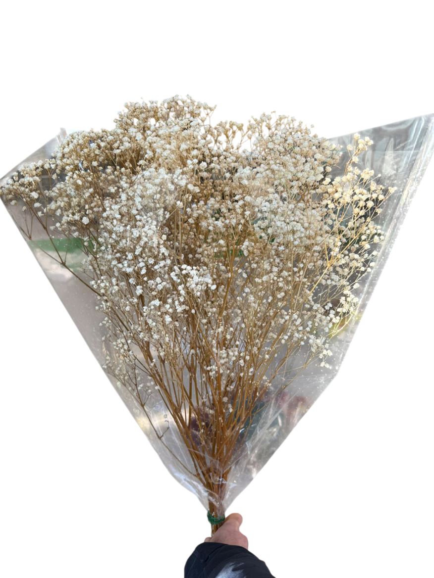 Preserved Gypsophila - Natural White