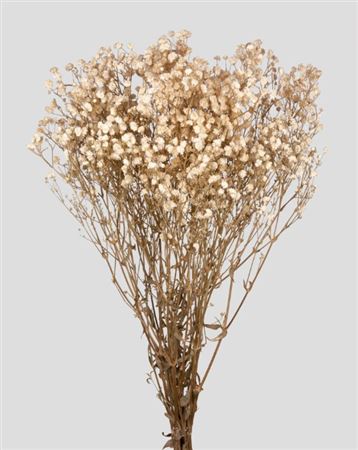 Preserved Gypsophila Natural White