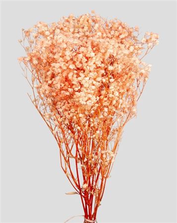 Preserved Gypsophila Orange