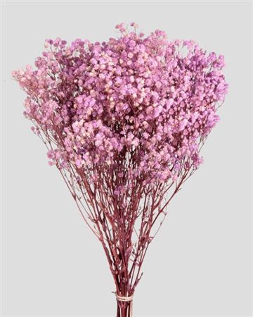 Preserved Gypsophila Pale Pink