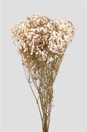 Preserved Gypsophila Premium White