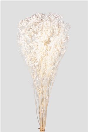 Preserved Gypsophila Total White