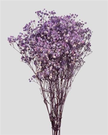 Preserved Gypsophila Violet