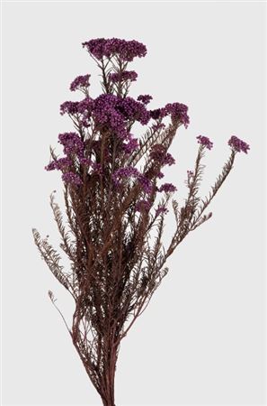 Preserved Helichrysum Lilac