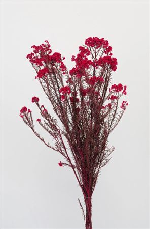 Preserved Helichrysum Magenta