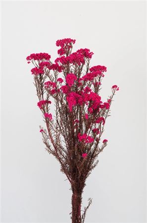 Preserved Helichrysum Pink