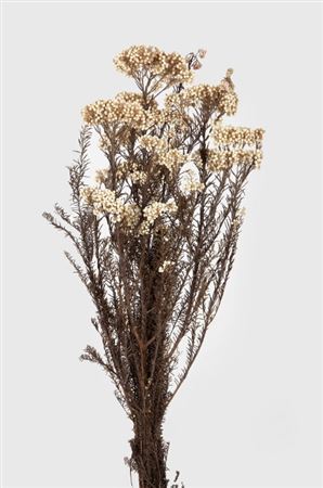 Preserved Helichrysum White