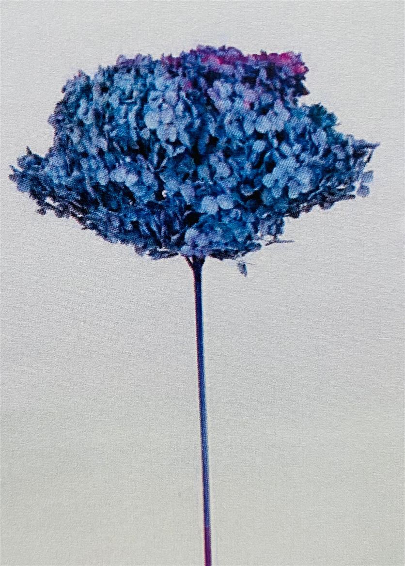 Preserved Hydrangea Annabelle Autumn Gradient