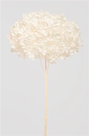 Preserved Hydrangea Annabelle - Bianco