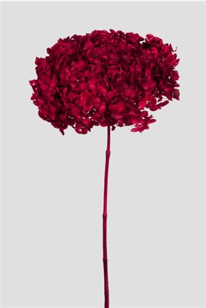 Preserved Hydrangea Annabelle - Bordeaux
