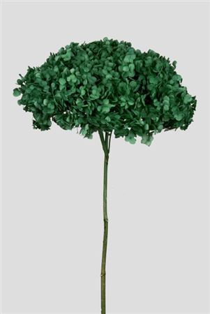 Preserved Hydrangea Annabelle Forest Green