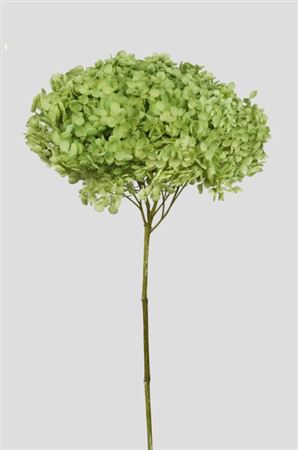 Preserved Hydrangea Annabelle Fresh Green