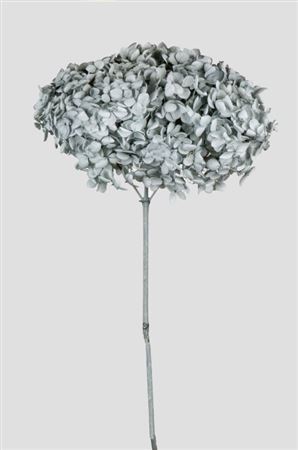 Preserved Hydrangea Annabelle Grey