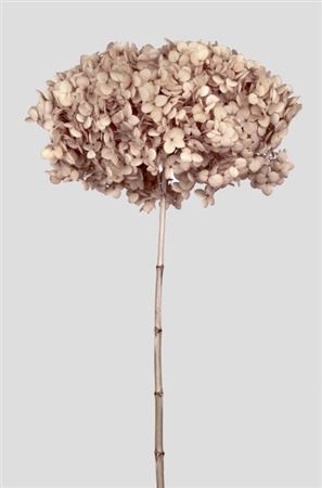 Preserved Hydrangea Annabelle Hazelnut