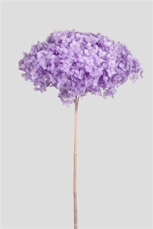 Preserved Hydrangea Annabelle Lilac