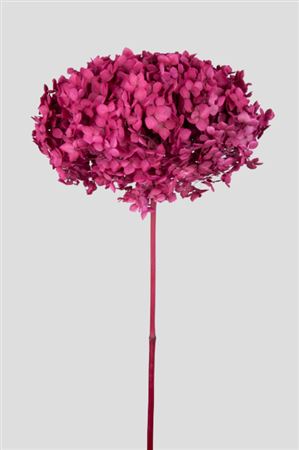 Preserved Hydrangea Annabelle Magenta