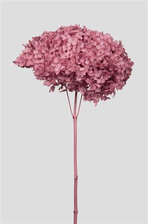 Preserved Hydrangea Annabelle Mauve