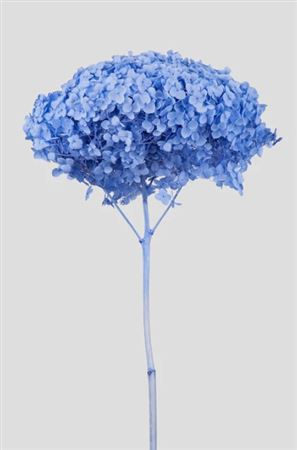 Preserved Hydrangea Annabelle Misty Blue