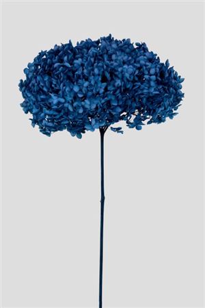 Preserved Hydrangea Annabelle Navy Blue