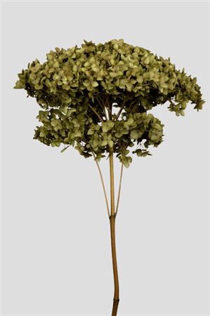 Preserved Hydrangea Annabelle Olive Green