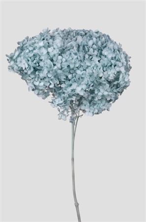 Preserved Hydrangea Annabelle Pale Blue