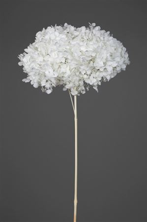 Preserved Hydrangea Annabelle - Panna