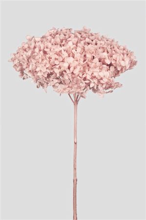 Preserved Hydrangea Annabelle Pastel Pink
