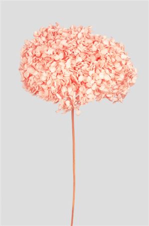 Preserved Hydrangea Annabelle Peach Rose