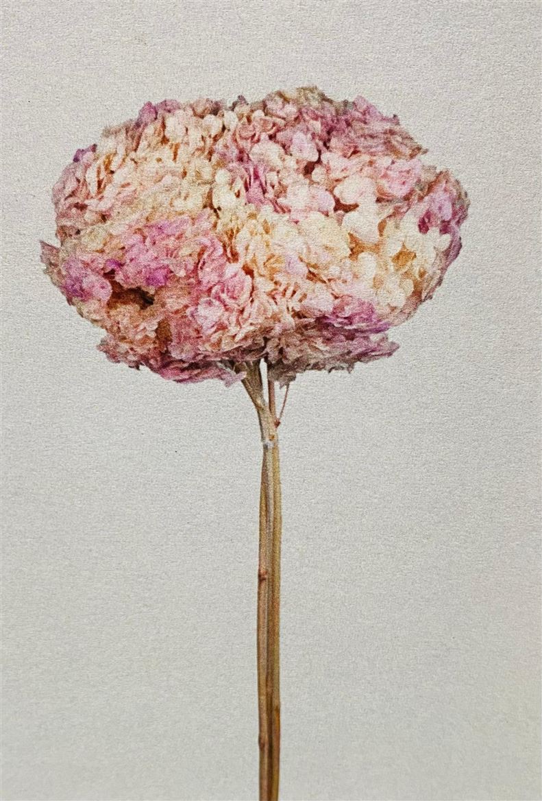 Preserved Hydrangea Annabelle Spring Gradient