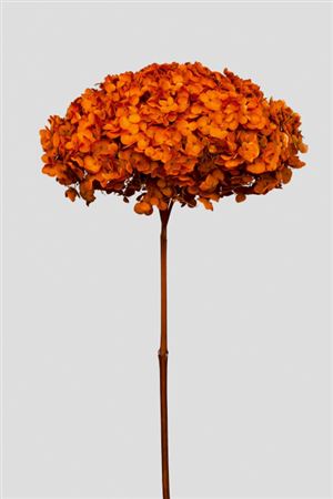 Preserved Hydrangea Annabelle Valencia Orange