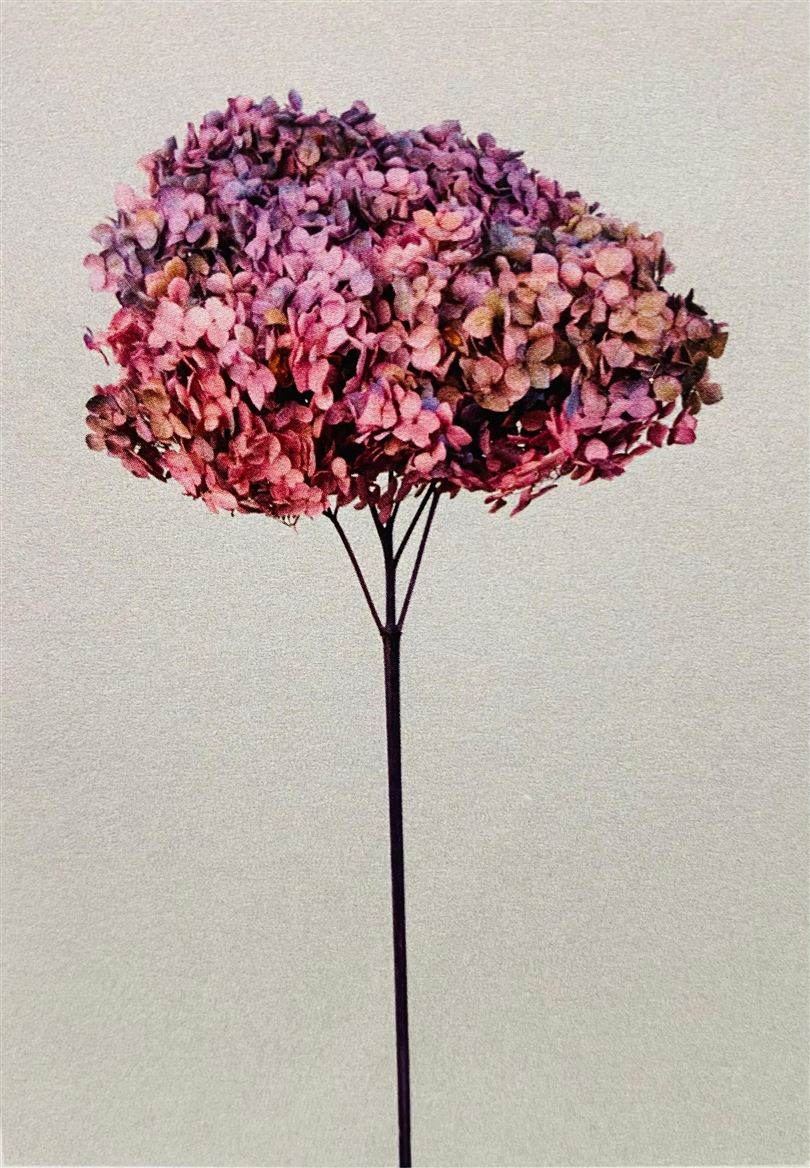 Preserved Hydrangea Annabelle Winter Gradient