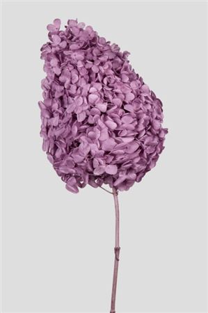 Preserved Hydrangea Peegee - Grape