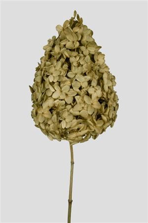 Preserved Hydrangea Peegee - Green