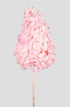 Preserved Hydrangea Peegee - Pink